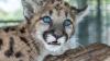 3 To Know: Rescued Florida panther kitten; Barneys opening Naples store