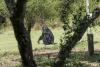 The chimpanzees paying the price in the global wildlife trade