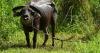 Agriculture: $200k needed today to deal with wandering livestock