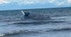 Whale washed ashore near Anchor Point prompts marine wildlife response