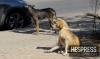 Morocco creates national animal database under new stray-animal law