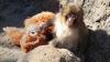 Viral monkey Punch targeted with laser at Japan zoo, prompting warning over blindness risk