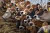 Europe’s soy addiction can’t be solved on farms alone, report says
