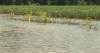 Louisiana ag commissioner outlines path to federal aid for flood-damaged farms