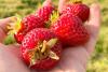 Free strawberries, music at new Strawberry Festival in Surrey