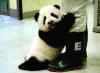 Taipei Zoo celebrates 6th birthday of mainland giant pandas’ youngest offspring