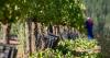 Grape exporters forced to divert 55,000 tonnes amid Cape Town port disruption