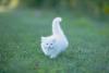 Watch Cat Videos: what indoor cats do when you leave
