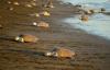 What Is an Arribada? Costa Rica’s Mass Turtle Nesting Event Explained