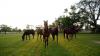 Karnataka High Court notice to Union and State governments on plea against shifting BTC’s racecourse to Kunigal Stud Farm