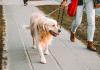 UAE Pet Registration 2026: How to Register and License Your Cat or Dog