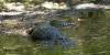 3 alligator encounters turn violent in week's span, leaving one woman dead in Florida