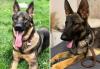 Community plea to find temporary home for two abandoned dogs facing euthanasia