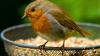 Gardeners asked to leave common food item outside to keep robins alive in July