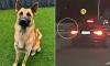 Dog owner sparks outrage for dumping his German Shepherd on the side of a busy road and driving off in BMW