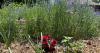 Agriculture expert advises gardeners to water early and use mulch during drought