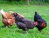 Bird flu cases rise in Nepal, only zoo shut