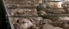 Top fakes of the week 26 June Swine fever, not bioweapons: What U.S. intelligence documents actually confirm ONT presented pathogen research as evidence of Ukrainian military biolaboratory operations.