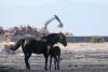 Animal welfare activists in Montenegro worried about horses in scorching European heat