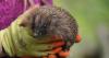 Lancashire wildlife rescue's shock closure after 'abuse and aggressive attacks'