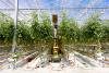 Ontario Greenhouse Vegetable Growers welcome new strategy aimed at helping farmers