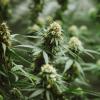 Medical marijuana ballot initiative hits setback after signatures turned in late