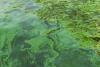 What D.C.’s Algal Bloom Reveals About a Growing Water Threat