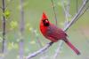 Nonprofit launches Eastern Kentucky birding ‘hotspots’ to encourage bird documentation