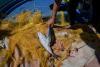 Greece fights poisonous pufferfish invasion fueled by warming waters