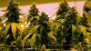 Virginia to allow recreational marijuana be sold in retail stores beginning in 2027