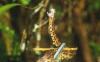 California company turns to animal trials with DOD-funded snakebite pill