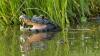 Florida Woman Dies After Alligator Attack While Swimming in River