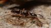 What to Know: Increase in Asian Needle Ants across North Carolina
