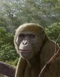 17-Million-Year-Old Ape Fossil in Egypt Could Change What We Know About Human Origins