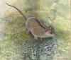Scientists Uncover a Previously Unknown Lineage of Ancient Marsupials