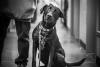 Over 100 Days in Shelter, Sioux Falls Dog Is 'Declining Quickly'