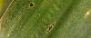 Tar Spot Tops Kansas Corn Disease Concerns In Cool, Wet 2026 Season
