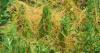 Nature Notes: Play the 'what’s-it' game in nature this summer