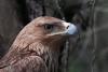 Feliks, eagle kidnapped in Middle East, now home in Serbia