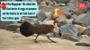Meet the Megapode: The chick-like bird that buries its eggs on purpose, and the babies do not look back at their father again