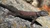 Why lizards in Arizona do push-ups