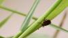 Consumer Reports: Tick-proof your yard