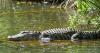 Florida Horror: Woman Killed And Child Mauled As Three Alligator Attacks In Just One Week Spark Safety Fears