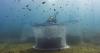 New partnership between Ecocean and INVE Aquaculture