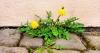 Weeds will be ‘burnt to a crisp’ if gardeners spray 1 natural item this week