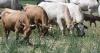 Tallgrass Cattle and Getting Farms host technology event