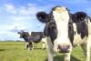 Idaho is American ag’s bird flu hotspot