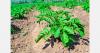 European potato growers reduce planting area by 11%