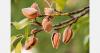 Ukraine expands state-backed almond orchard development to 16 regions