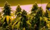 India’s Cannabis Legality Trip, From Sacred Roots to Modern Medicine